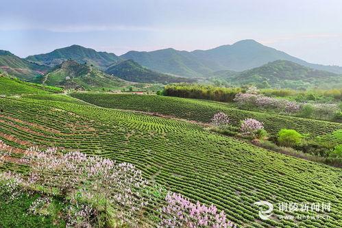 东莞茶山镇爆料新闻视频,视频揭秘真相  第2张